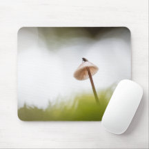 Tiny Mushroom Nature Foto
