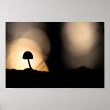 Tiny Mushroom Nature Foto