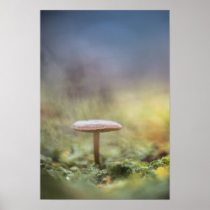 Tiny Mushroom Nature Foto Poster