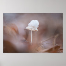Tiny Mushroom Nature Foto