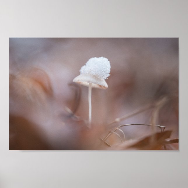 Tiny Mushroom Nature Foto Poster (Vorne)