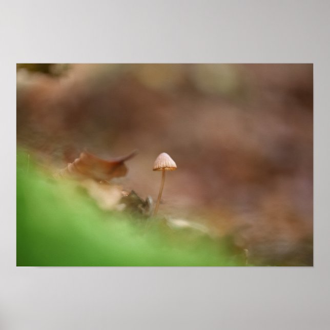 Tiny Mushroom Nature Foto Poster (Vorne)