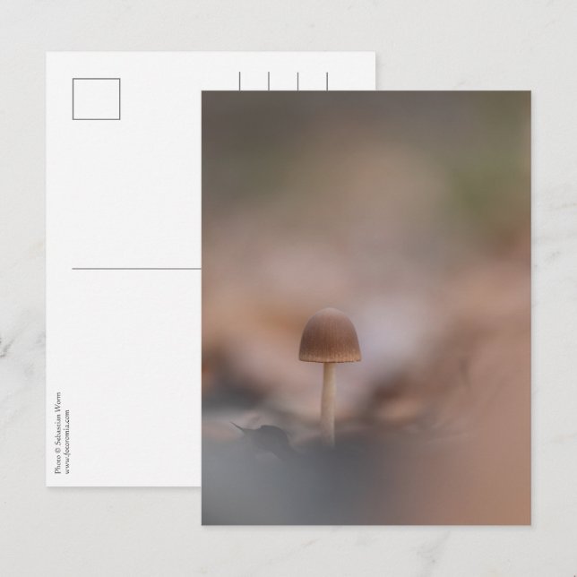 Tiny Mushroom Nature Foto Postkarte (Vorne/Hinten)