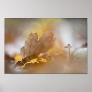 Tiny Mushroom Nature Fotografy Poster