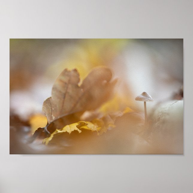 Tiny Mushroom Nature Fotografy Poster (Vorne)
