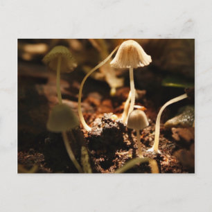 Tiny Mushrooms Postkarte