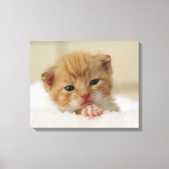 Tiny Orange Kitten Leinwanddruck (Vorderseite)