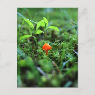 Tiny Orange Mushroom Postkarte