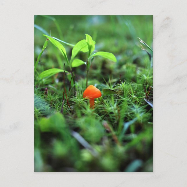 Tiny Orange Mushroom Postkarte (Vorderseite)