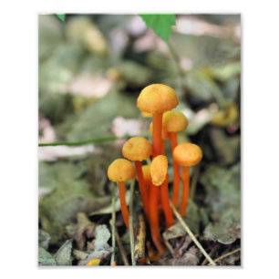 Tiny Orange Wild Mushrooms 8x10 Nature Fotodruck