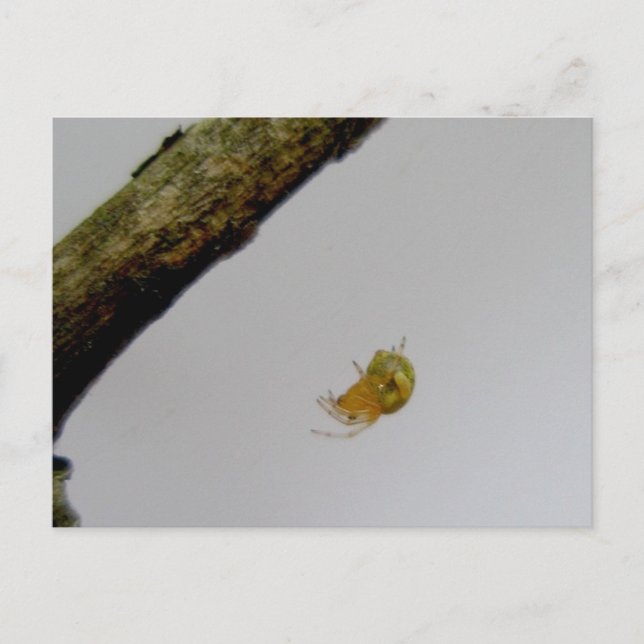 Tiny Orb Weaver Spider Postcard Postkarte (Vorderseite)