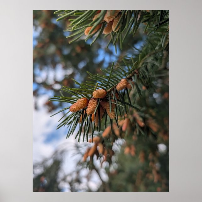 Tiny Pine Cones Poster (Vorne)