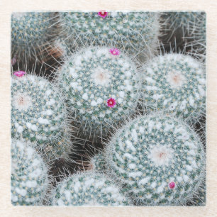 Tiny Pink Blume Cactus Pflanze Glasuntersetzer