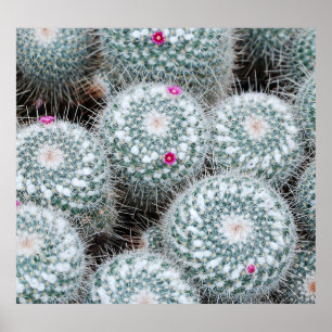Tiny Pink Blume Cactus Pflanze Poster