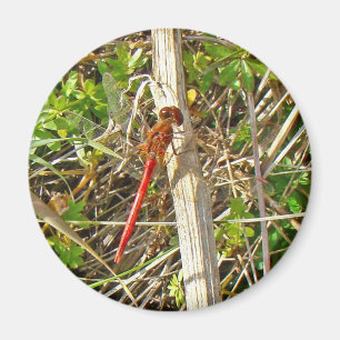 Tiny Red Dragonfly im November Magnet
