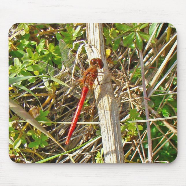 Tiny Red Dragonfly im November Mousepad (Vorne)