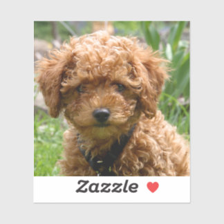 Tiny Red Toy Poodle Puppy Stickers Aufkleber