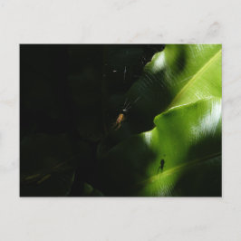 Tiny Spider Postcard Postkarte