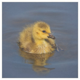 Tiny Swimmer: Kanadisches Gänsedchen Stoff