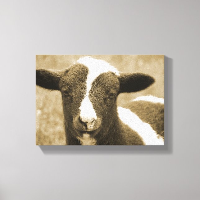 Tiny the Lamb Leinwanddruck (Vorderseite)