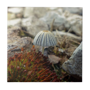 Tiny Toadstool Fliese