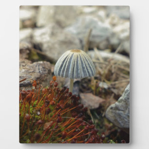 Tiny Toadstool Fotoplatte