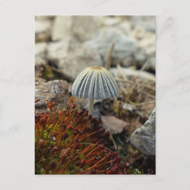 Tiny Toadstool Postkarte (Vorderseite)