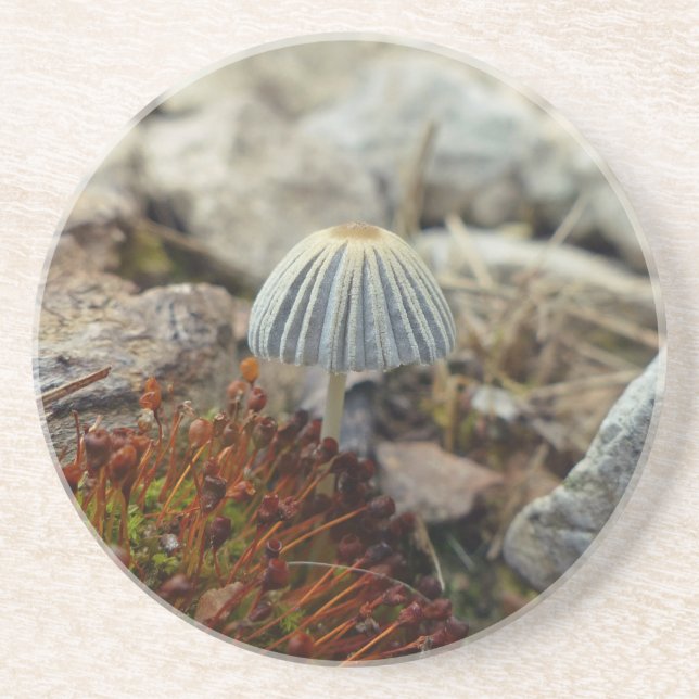 Tiny Toadstool Sandstein Untersetzer (Vorne)