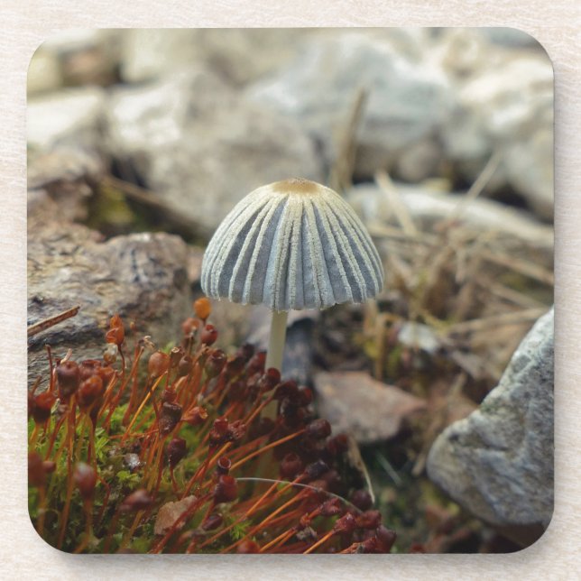 Tiny Toadstool Untersetzer (Vorderseite)