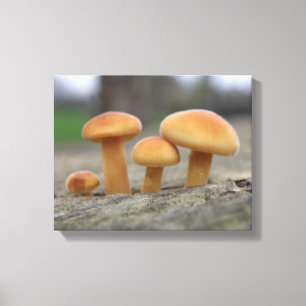Tiny Toadstools Macro Canvas Print Leinwanddruck