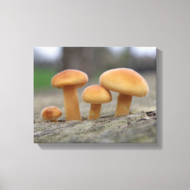 Tiny Toadstools Macro Canvas Print Leinwanddruck (Vorderseite)