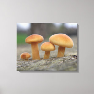 Tiny Toadstools Macro Canvas Print Leinwanddruck