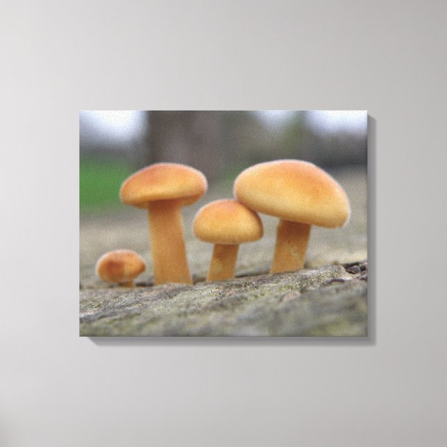 Tiny Toadstools Macro Canvas Print Leinwanddruck (Vorderseite)