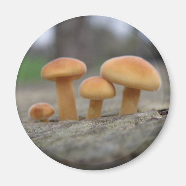 Tiny Toadstools Macro Magnet (Vorne)