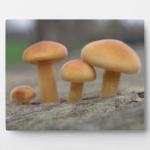 Tiny Toadstools Macro Plaque Fotoplatte