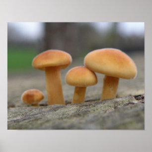 Tiny Toadstools Macro Print Poster