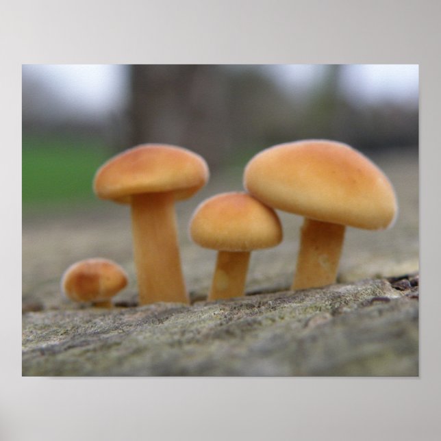 Tiny Toadstools Macro Print Poster (Vorne)