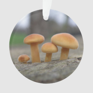 Tiny Toadstools Makro Akrylorische Ornamente