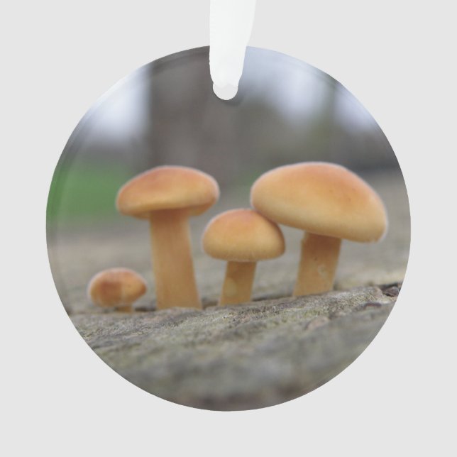Tiny Toadstools Makro Akrylorische Ornamente (Vorderseite)
