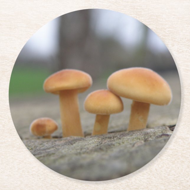 Tiny Toadstools Makro Paper Untersetzer (Vorderseite)