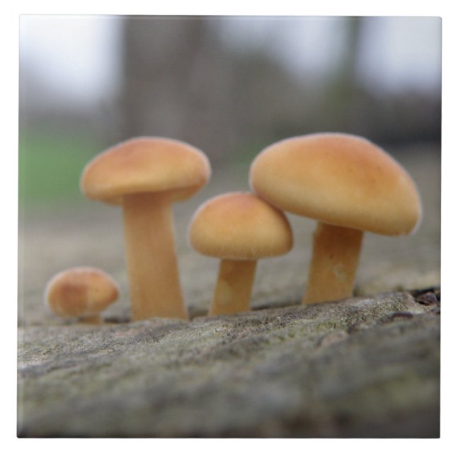Tiny Toadstools Makro Tile Fliese (Vorderseite)