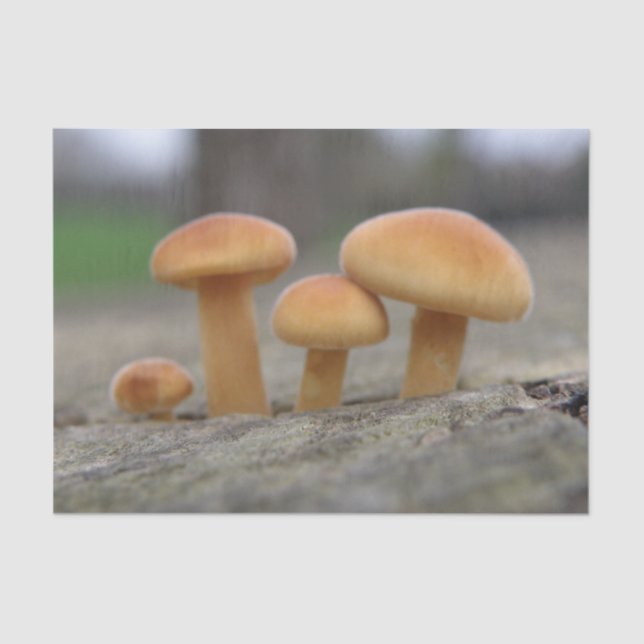 Tiny Toadstools Makro-Tissue Seidenpapier (Vorderseite)