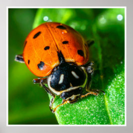 Tiny Traveler: Ladybug on a Leaf Poster