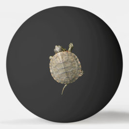 Tiny Turtle Tortoise Animal Fotografie Tischtennisball