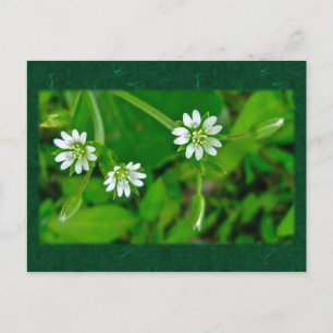 Tiny White Wildblume Coordinating Items Postkarte