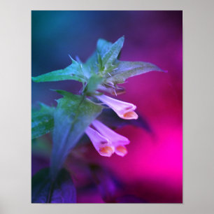 Tiny White Wildblume Nah Poster