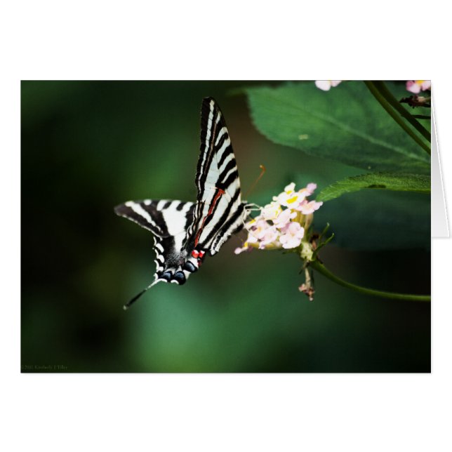 Tiny Zebra Card (Vorderseite (Horizontal))