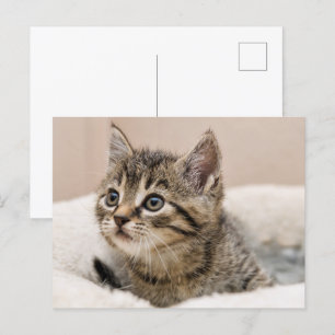 Tiotc-Kätzchenpostkarte Postkarte