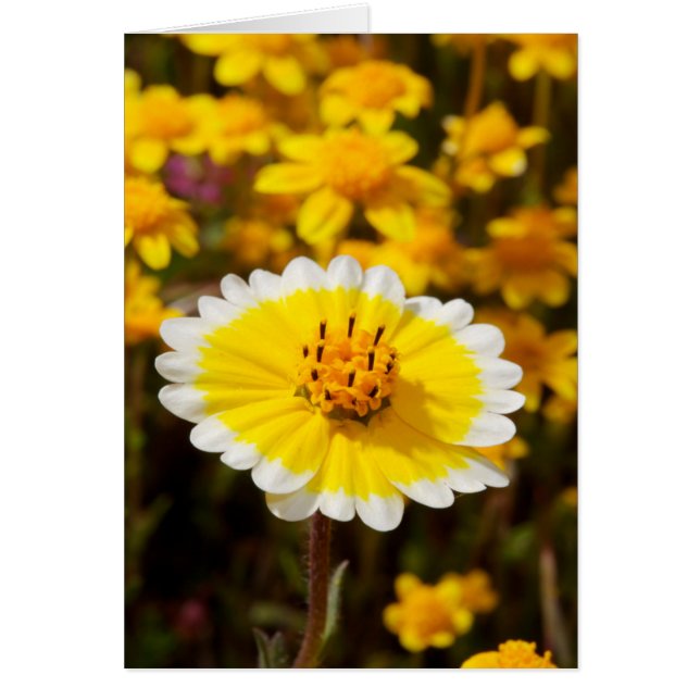 Tipp-Wildblumen (Vorne)