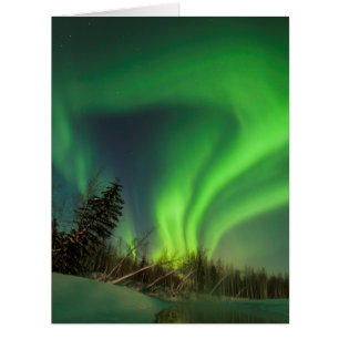 Tipping Spruce Aurora